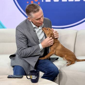 Zeus -  Mixed Breed Dog for Adoption in Walker, Michigan - Zeus | PetCurious