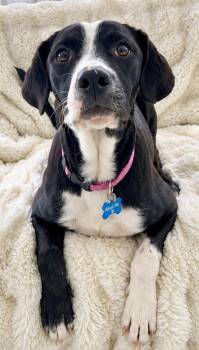 MONICA -  Labrador Retriever Dog for Adoption in West Haven, Connecticut - MONICA | PetCurious