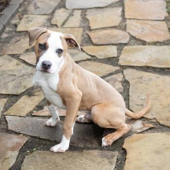 Mixed Breed Dogs Available for Adoption - Kong | PetCurious