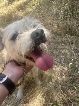 Rescue Terrier Dogs for Adoption in Sonora, California - Sunny Garley | PetCurious