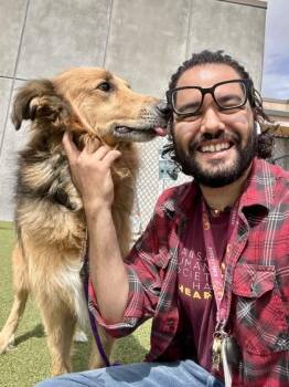 Mixed Breed Dogs Available for Adoption in Wichita, Kansas - Mando | PetCurious