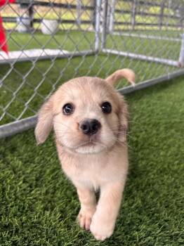 Bellingham -  Mixed Breed Dog for Adoption in New York, New York - Bellingham | PetCurious