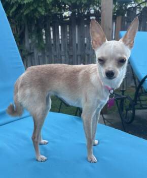 Flossy -  Chihuahua Dog for Adoption in Mundelein, Illinois - Flossy | PetCurious