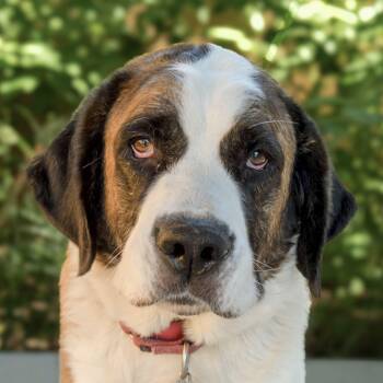 Nylee -  Saint Bernard Dog for Adoption in Nashville, Tennessee - Nylee | PetCurious