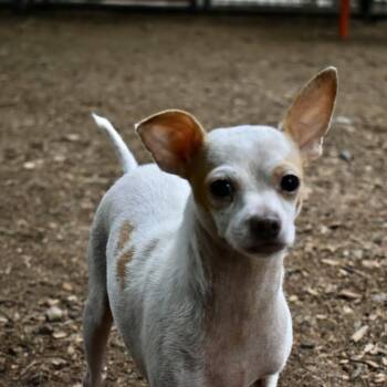 THEO -  Chihuahua Dog for Adoption in Graham, Washington - THEO | PetCurious