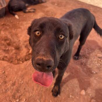 Pammy -  Mixed Breed Dog for Adoption in Moab, Utah - Pammy | PetCurious