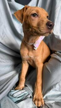 Labrador Retriever Dogs Available for Adoption in New York, New York - Bailey  | PetCurious