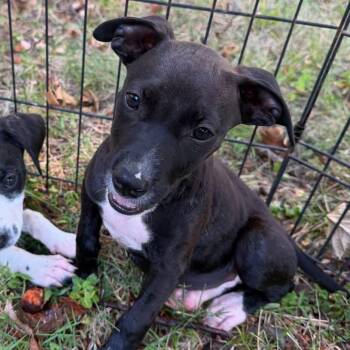 Dr. Elizabeth, DVM -  Labrador Retriever Dog for Adoption in Lenexa, Kansas - Dr. Elizabeth, DVM | PetCurious