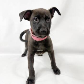 993 (2026) Marie -  Belgian Shepherd Malinois and Mixed Breed Dog for Adoption in Parker, Colorado - 993 (2026) Marie | PetCurious