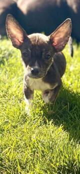 Chihuahua and Shih Tzu Dogs Available for Adoption in Valley Stream, New York - Milan | PetCurious