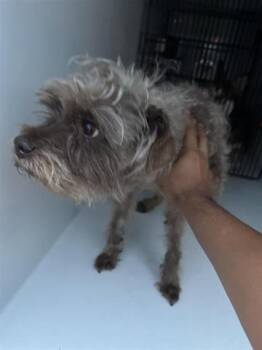 Schnauzer Dogs Available for Adoption in Houston, Texas - A655680 | PetCurious