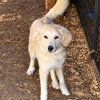 Honeysuckle -  Golden Retriever and Great Pyrenees Dog for Adoption in Medfield, Massachusetts - Honeysuckle | PetCurious