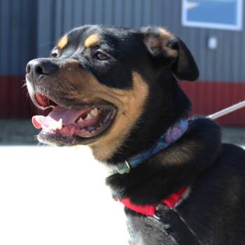 Loki -  Australian Shepherd and Pit Bull Terrier Dog for Adoption in Champaign, Illinois - Loki | PetCurious