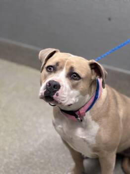 Pit Bull Terrier Dogs Available for Adoption - SUNSHINE | PetCurious