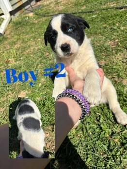 Australian Shepherd Dogs Available for Adoption in Columbus, Indiana - Male 2 | PetCurious