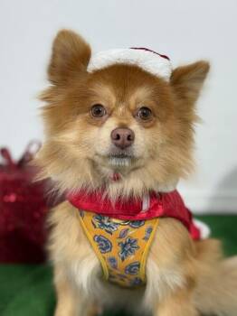 Rocket-One of our Amazing Rescue Dogs -  Pomeranian and Chihuahua Dog for Adoption in Carlsbad, California - Rocket-One Of Our Amazing Rescue Dogs | PetCurious