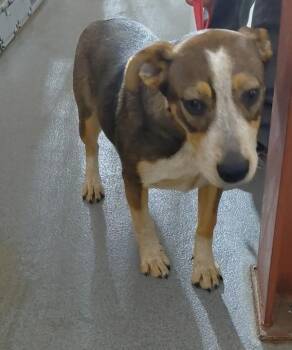 Elsa -  Australian Cattle Dog Blue Heeler and Shepherd Dog Available for Adoption in Tulare, California - Elsa | PetCurious