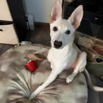 Husky Dogs Available for Adoption - Dolly | PetCurious