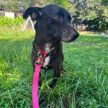 Nacho -  Chihuahua and Mixed Breed Dog for Adoption in Merritt Island, Florida - Nacho | PetCurious