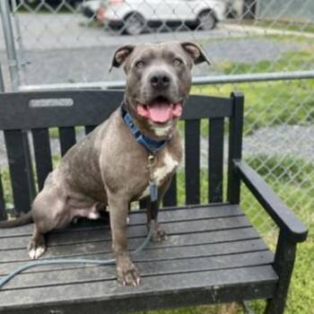 Rescue Pit Bull Terrier Dogs for Adoption in Phoenixville, Pennsylvania - Elf | PetCurious