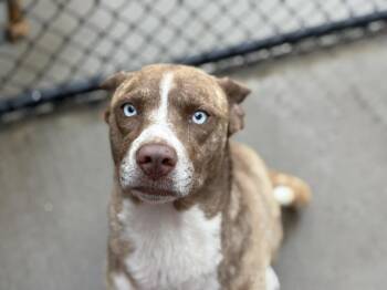 Australian Cattle Dog Blue Heeler and Mixed Breed Dogs Available for Adoption in Tulsa, Oklahoma - PETAL | PetCurious