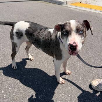 Terrier Dogs Available for Adoption in Clearwater, Florida - Chica Bella | PetCurious