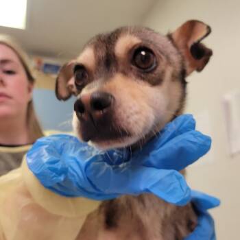 Rescue Mixed Breed Dogs for Adoption in Charleston, West Virginia - Telephone | PetCurious