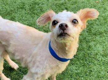 SAVE ME PLEASE Gaspacho - IDA551563 -  Miniature Poodle Dog for Adoption in San Marcos, California - SAVE ME PLEASE Gaspacho - IDA551563 | PetCurious
