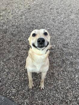 Mixed Breed Dogs Available for Adoption - Kathy | PetCurious