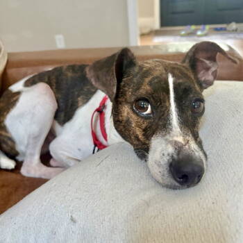 Rescue Jack Russell Terrier Dogs for Adoption in Milton, Georgia - Waylon James | PetCurious