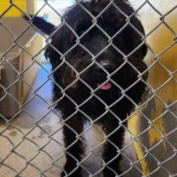 Rescue Labrador Retriever and Standard Poodle Dogs for Adoption in Anderson, California - Reginald | PetCurious