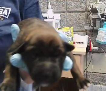 SNEEZEY -  Pit Bull Terrier and Mixed Breed Dog for Adoption in Tulsa, Oklahoma - SNEEZEY | PetCurious