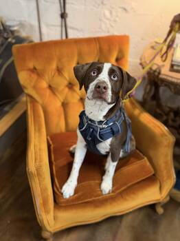 Beagle Dogs Available for Adoption - Bluey | PetCurious