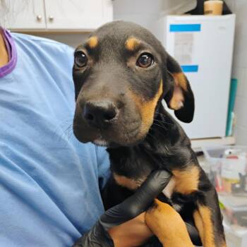 Bagel -  Mixed Breed Dog for Adoption in Duncan, Oklahoma - Bagel | PetCurious