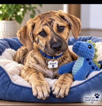 Biscuit -  Plott Hound Dog for Adoption in Cumming, Georgia - Biscuit | PetCurious