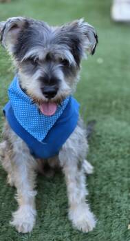 Bonnie -  Schnauzer Dog for Adoption in Fallbrook, California - Bonnie | PetCurious