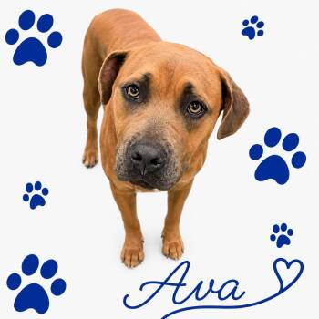 Ava -  Mixed Breed Dog for Adoption in Memphis, Tennessee - Ava | PetCurious