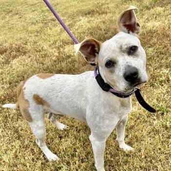 Mixed Breed Dogs Available for Adoption - Boogie | PetCurious