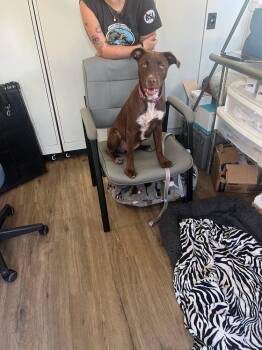 Brandy -  American Bulldog Dog for Adoption in Lakeland, Florida - Brandy | PetCurious