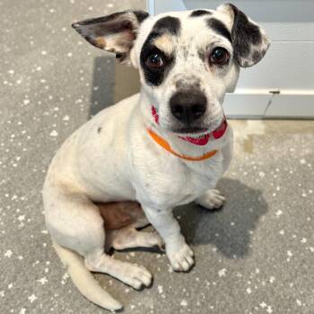 Jack Russell Terrier and Dachshund Dogs Available for Adoption - Coco George | PetCurious