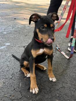 DAISY -  Doberman Pinscher Dog for Adoption in Margate, Florida - DAISY | PetCurious