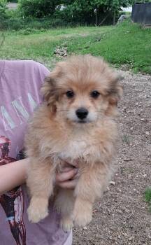 Rusty -  Pomapoo Dog for Adoption in Staatsburg, New York - Rusty | PetCurious