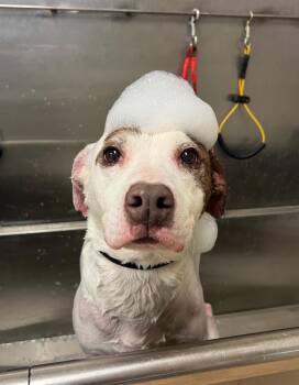 Pit Bull Terrier Dogs Available for Adoption - Spots | PetCurious