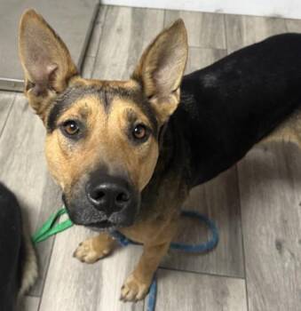 STAR -  German Shepherd Dog and Mixed Breed Dog for Adoption in Redlands, California - STAR | PetCurious