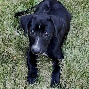 Ashley -  Black Labrador Retriever and Whippet Dog for Adoption - Ashley | PetCurious