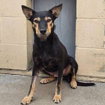 Rescue Mixed Breed Dogs for Adoption in Columbia, Missouri - Dianna Brackyn | PetCurious