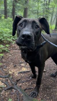BABY Grand Piano -  Great Dane Dog for Adoption in Millerstown, Pennsylvania - BABY Grand Piano | PetCurious
