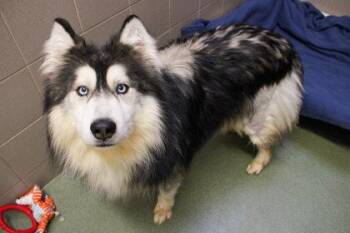 Bruce Wayne -  Siberian Husky and Mixed Breed Dog for Adoption in Woodbury, Minnesota - Bruce Wayne | PetCurious