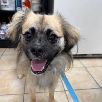 Remi -  Mixed Breed Dog for Adoption in Pekin, Illinois - Remi | PetCurious