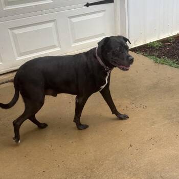 Boxer and Terrier Dogs Available for Adoption in Tuscaloosa, Alabama - Rowdy | PetCurious